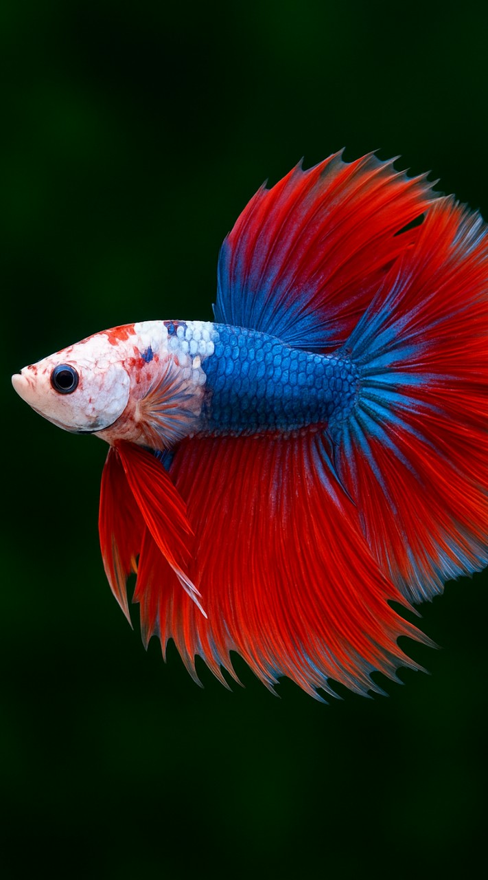 ซื้อ-ขาย-ประมูลปลากัดสวยงามทุกชนิด