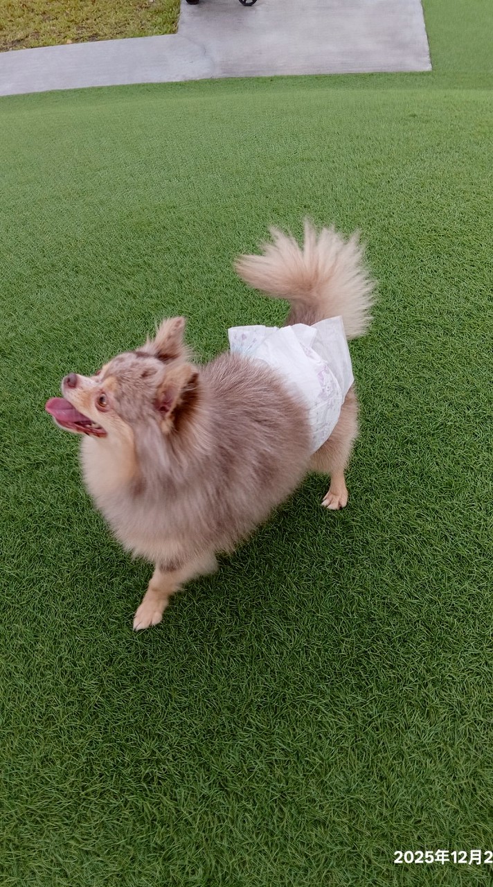 平安協尋小狗咚咚