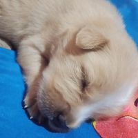 🐕หมาไทยพันธุ์ทาง
