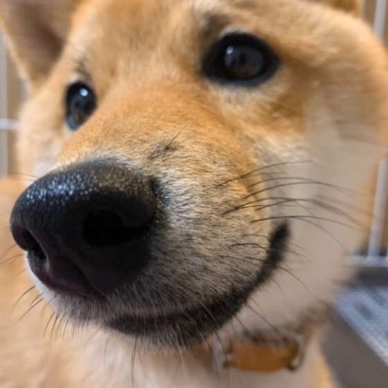 飼い主が朝起きるだけで喜んでくれる柴犬にほっこり