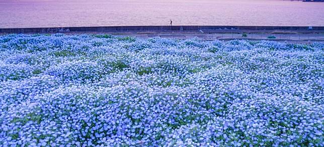 關西新粉蝶花名所 大阪舞洲海濱公園碧海藍天與琉璃色粉蝶花海 Japankuru日本酷樂 Line Today