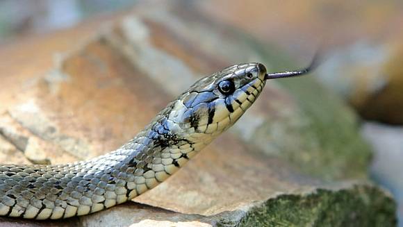 Snake Orgy Prompts Partial Closure Of Florida City Park