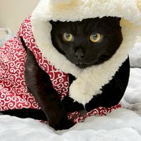 源五郎おぷちゃ