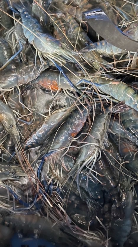 馬祖🦐活體蝦蝦樂