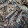 馬祖🦐活體蝦蝦樂
