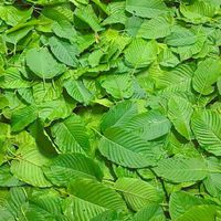 ซื้อขายใบกระท่อม นนทบุรี และ กรุงเทพฯปริมณฑล ปลีก-ส่ง