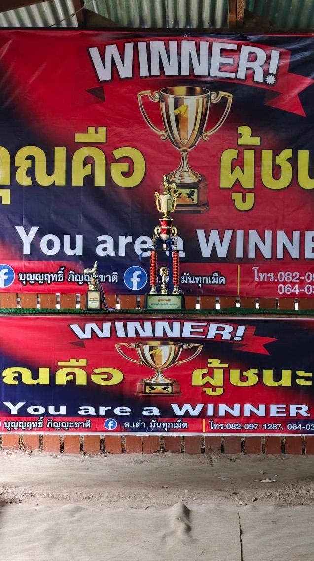 สนามชนไก่บ้านหนองบัว