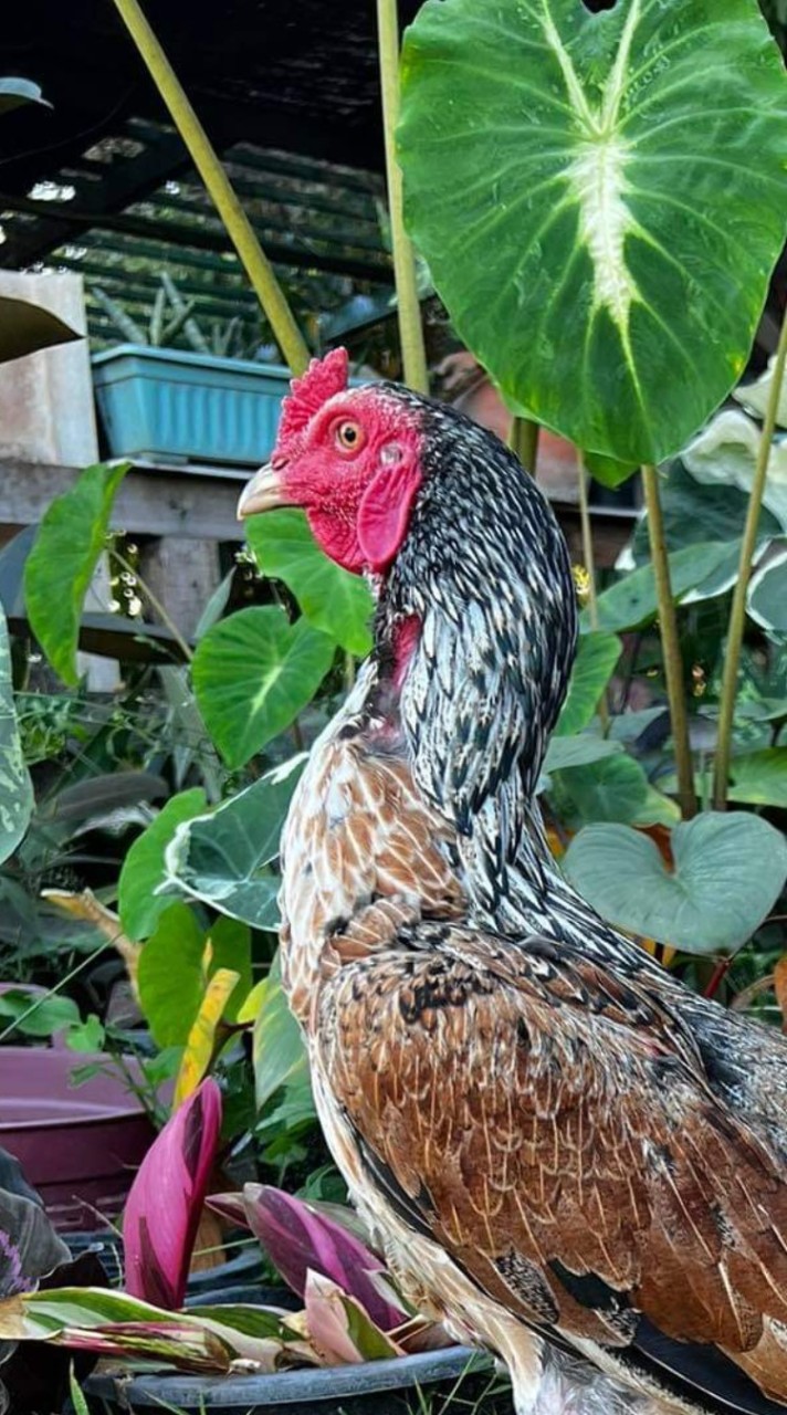 ไก่ชนศักรินทร์ฟาร์ม