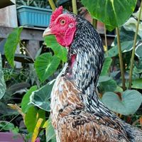 ไก่ชนศักรินทร์ฟาร์ม
