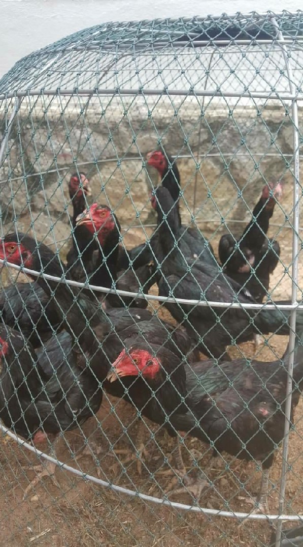 Fc ส.พันท้ายนรสิงห์ไก่ชน สายตี