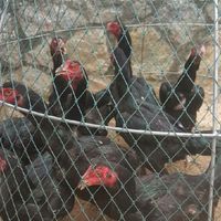 Fc ส.พันท้ายนรสิงห์ไก่ชน สายตี