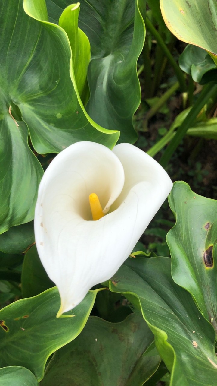 玄靈花園 玄道禪密的淨土