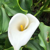 玄靈花園 玄道禪密的淨土