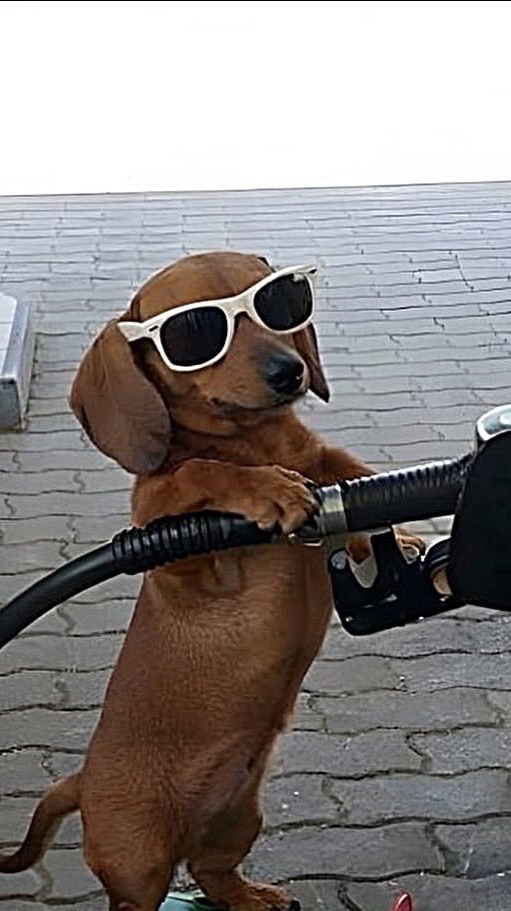 Dachshund event