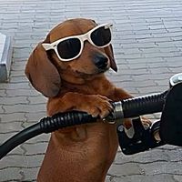 Dachshund event