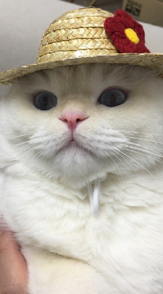 ปารูปแมวมาที