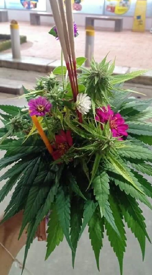 420Weed ซื้อขายประเภท5 พืชสายเขียว.ยาขวดยาดมยาลม.อย่าเค