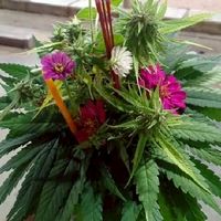 420Weed ซื้อขายประเภท5 พืชสายเขียว.ยาขวดยาดมยาลม.อย่าเค
