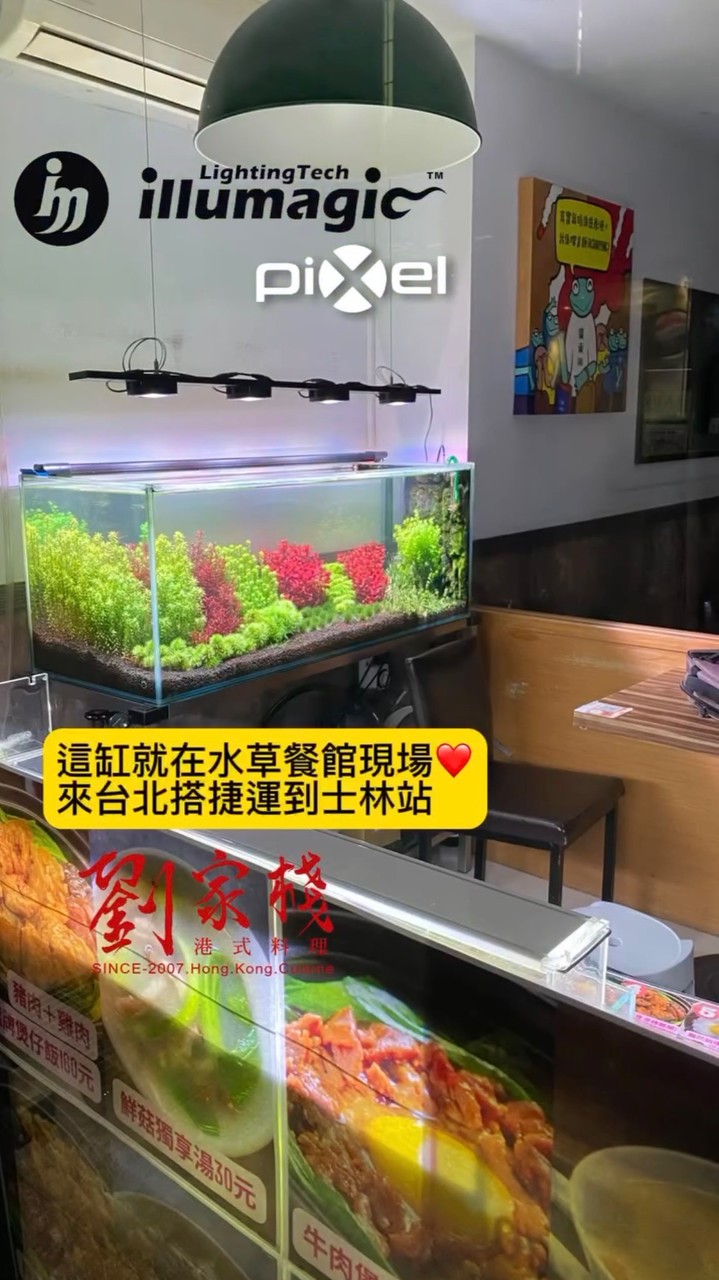 瑞秋水族佈告欄：陽性草種植專門家