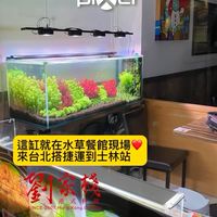 瑞秋水族佈告欄：陽性草種植專門家