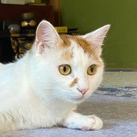 おにまるちゃんねる