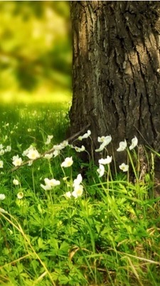50代～70代シニアが集うお喋りの森🌳🍃