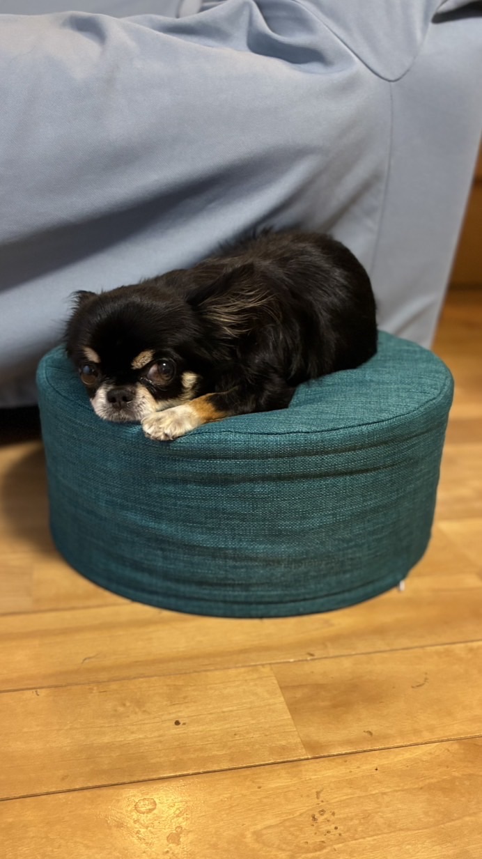 推しって良いよね