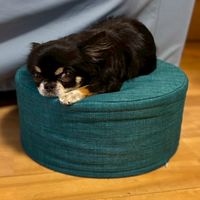 推しって良いよね