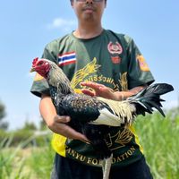 นิชาภาฟาร์ม