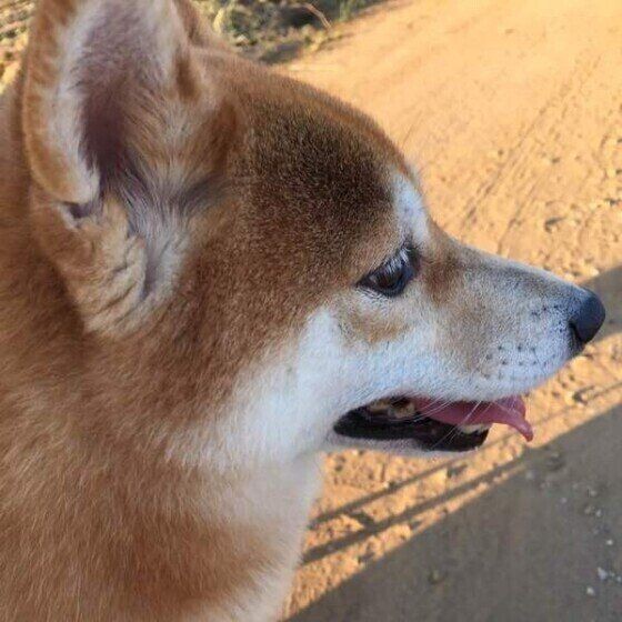 耳ピーン 耳ペタン の理由を探る いぬのきもちnews