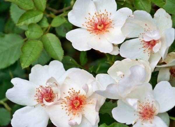 5月の庭はバラが花盛り 私が好きなバラ6選 ハルメク365