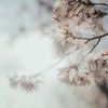 だいちのカメラ日記(発言禁止)