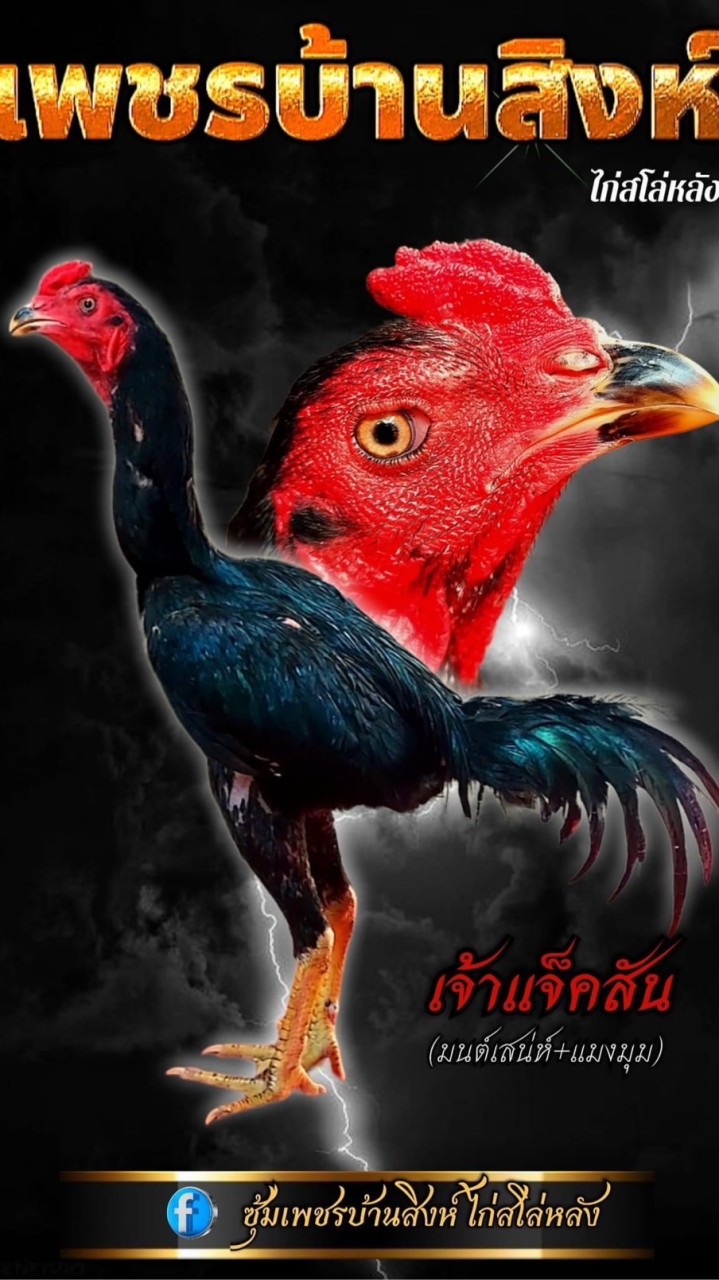 เพชรบ้านสิงห์ ไก่สโล่แผลหลัง
