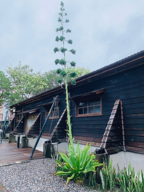 「花蓮旅遊」花蓮租車三天二夜輕旅行自駕遊，盛夏消暑追鯨趣-花蓮永宬租車，老時光燒肉酒肴，欣欣麵館不是麵店，小花公寓民宿與窩WOW青年旅館直擊分享