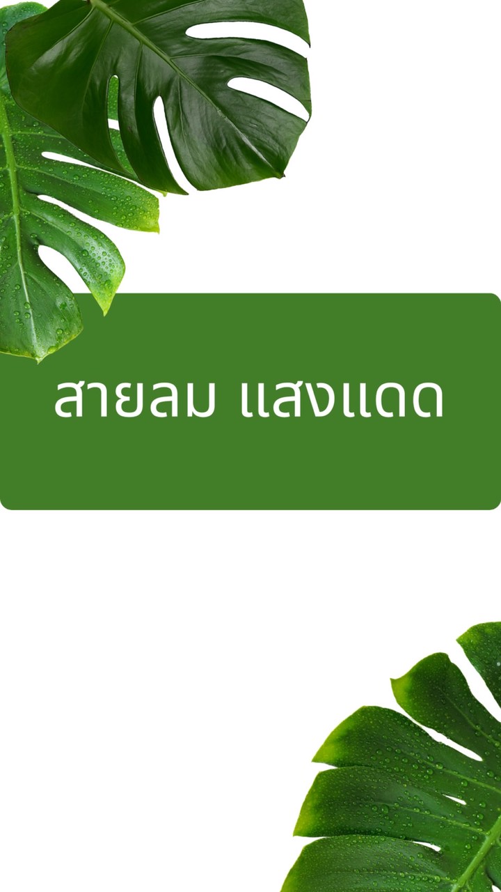 สายลม แสงแดด