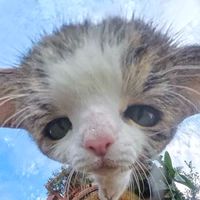 GoGoMuffinทาสแมว