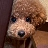 アメん家🍬🐶💜