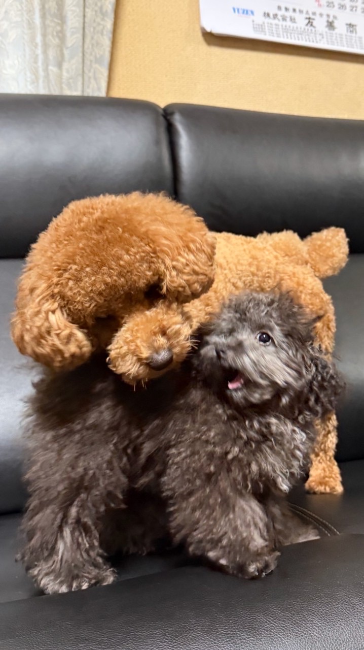 アメリンち🍬🐶🛎️💜