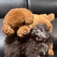 アメリンち🍬🐶🛎️💜
