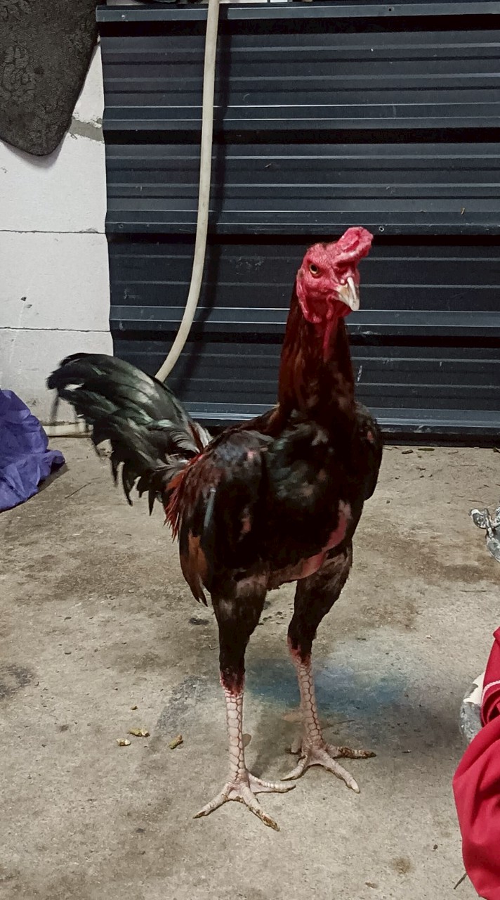 ส.เดชะพันธ์