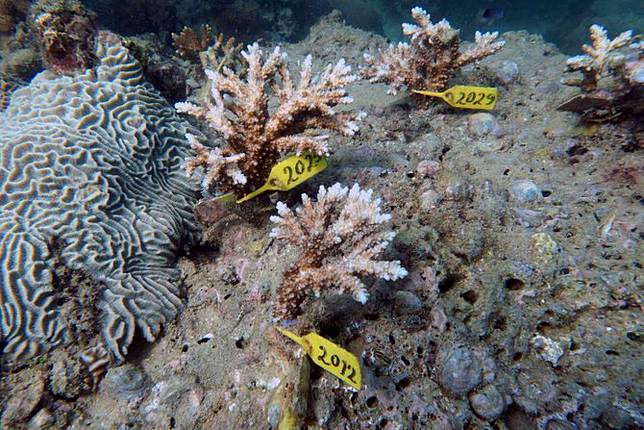 9 Manfaat Terumbu Karang Bagi Kehidupan Biota Laut Dan Manusia Wajib Diketahui Merdeka Com Line Today