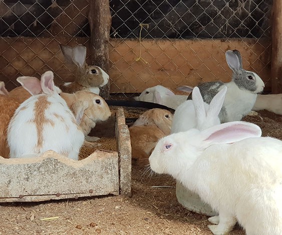 学校ウサギ のニュースを見て うさぎと暮らしている私 が考えたこと ふうたの飼い主