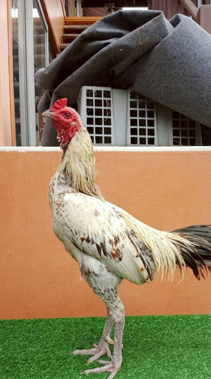 คนรักษ์ไก่ชน