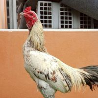 คนรักษ์ไก่ชน