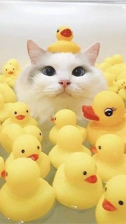 Sᴏᴏᴋɴɪʏᴏᴍ Tʜᴀɪᴄʟᴜʙ💕