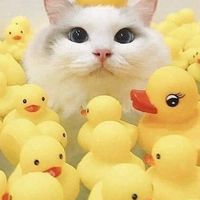 Sᴏᴏᴋɴɪʏᴏᴍ Tʜᴀɪᴄʟᴜʙ💕