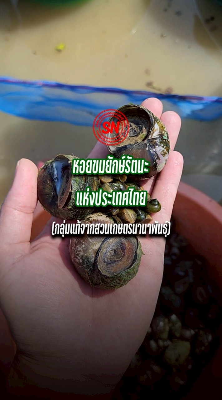 หอยขมยักษ์รัตนะแห่งประเทศไทย