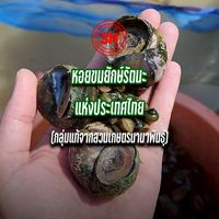หอยขมยักษ์รัตนะแห่งประเทศไทย