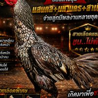 ส.นเรนทรเสนี 🐓🐓 ไก่เยียร์เชียงราย