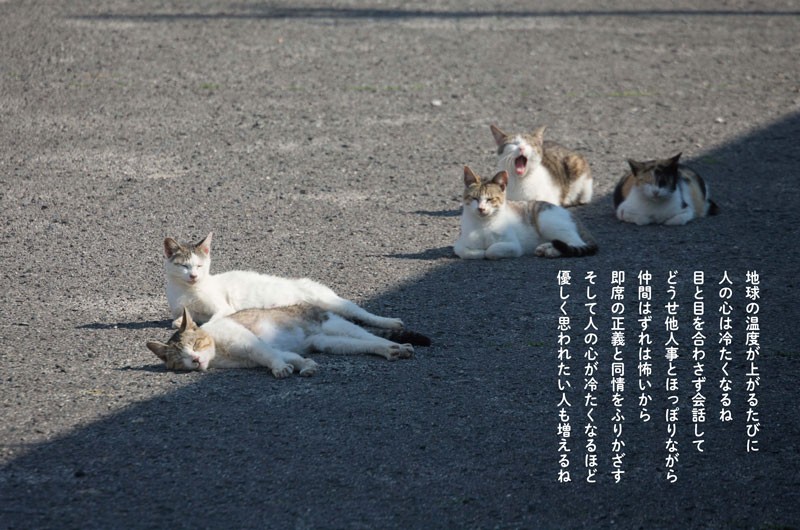 ネコ画像あり 猫の金言に耳を傾けよ 及川眠子 沖昌之による優しいけどシビアな猫視点の写真集